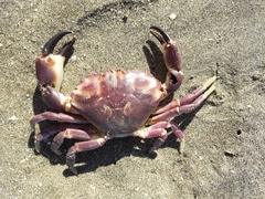 Danielethus crenulatus