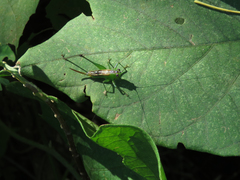 Conocephalus ochrotelus