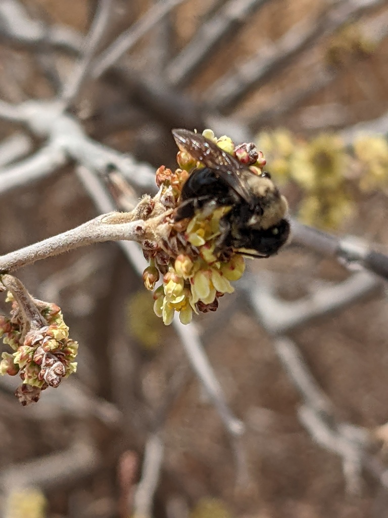 Andrena mesillae