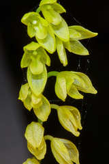 Pleurothallis quadrifida