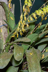 Pleurothallis quadrifida