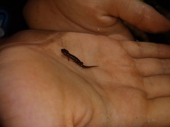 Plethodontinae