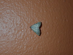 Neurophyseta