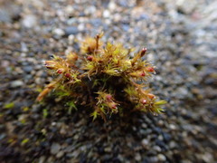 Schistidium papillosum