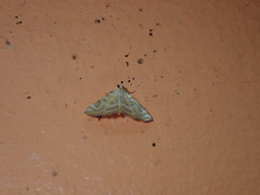 Neurophyseta