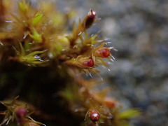 Schistidium papillosum