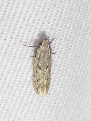 Monochroa quinquepunctella