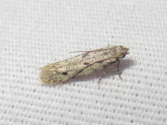 Monochroa quinquepunctella