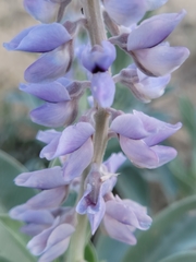 Lupinus westianus