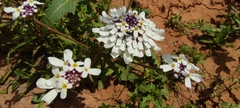 Iberis pectinata