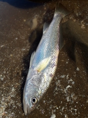 Cynoscion guatucupa