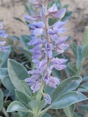 Lupinus westianus
