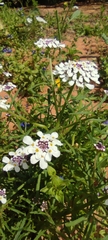 Iberis pectinata