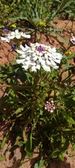 Iberis pectinata