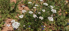 Iberis pectinata