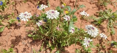 Iberis pectinata