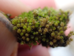 Bryum barnesii