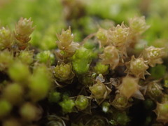 Bryum barnesii