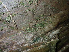 Mannophryne trinitatis