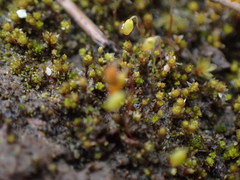 Bryum barnesii