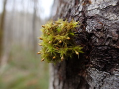 Orthotrichum pulchellum