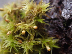 Orthotrichum pulchellum