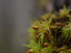 Orthotrichum pulchellum