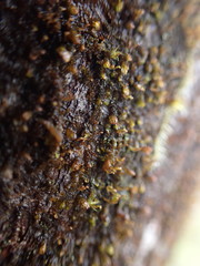 Frullania bolanderi