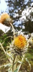 Cirsium subcoriaceum