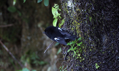 Petroica macrocephala toitoi