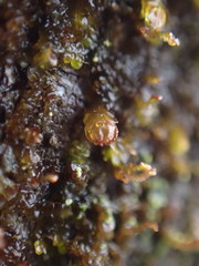 Frullania bolanderi