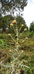 Cirsium subcoriaceum