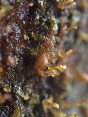 Frullania bolanderi