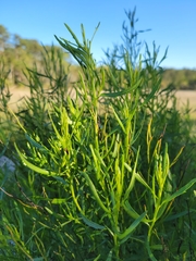 Baccharis angustifolia
