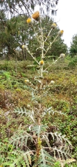 Cirsium subcoriaceum