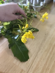 Brassica rapa oleifera