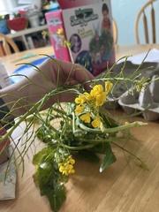 Brassica rapa oleifera