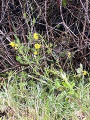 Brassica rapa oleifera