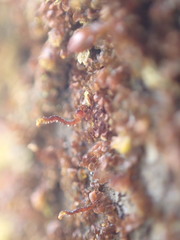 Frullania bolanderi
