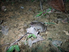 Leptodactylus validus