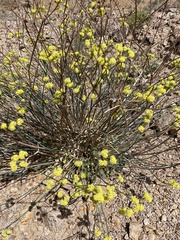 Eriogonum nudum westonii