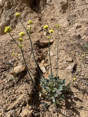 Eriogonum nudum westonii
