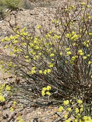 Eriogonum nudum westonii