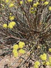 Eriogonum nudum westonii