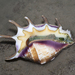 Common Spider Conch - Photo (c) Ria Tan, some rights reserved (CC BY-NC-ND)