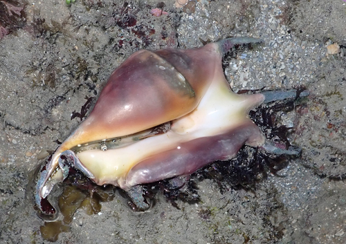 Common Spider Conch