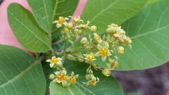 Cotinus obovatus