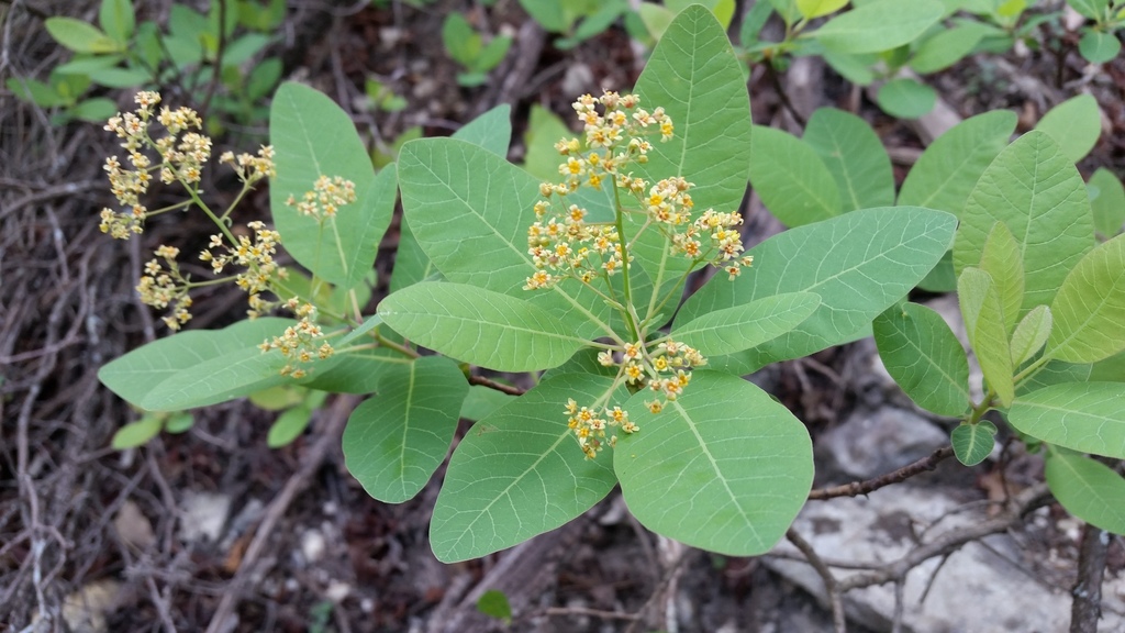 Cotinus obovatus, Austin, TX, USA