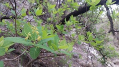 Cotinus obovatus