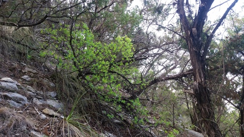 Cotinus obovatus